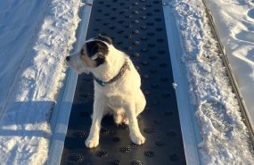 Koira istumassa mattohississä