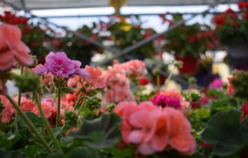 Pelargonioita kasvihuoneessa