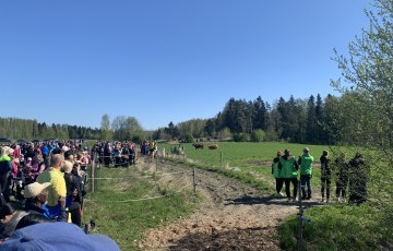 Paljon ihmisiä katselemassa aidan takana pellolla syöviä lehmiä. 
