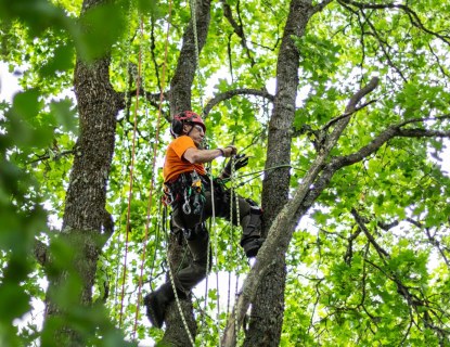 Arboristi valjaissa puussa työssään