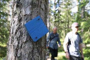 Tutkijoita luontopolulla Hyrian metsässä, kilpikaarnaisen männyn rungossa sininen merkki.