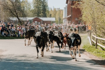 Lehmät juoksevat tietä pitkin kohti kameraa, takana ihmisjoukko seuraamassa lehmiä.
